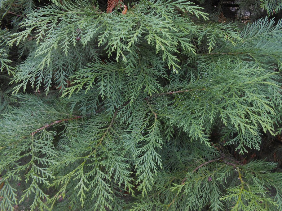 Ель европейская иголки