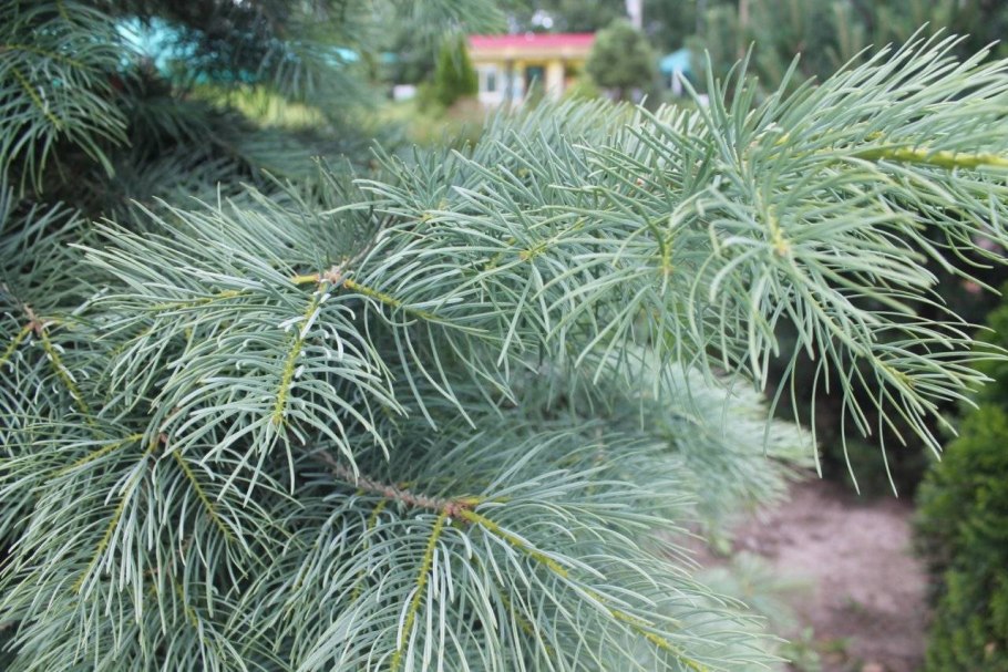 Пихта корейская Abies Koreana