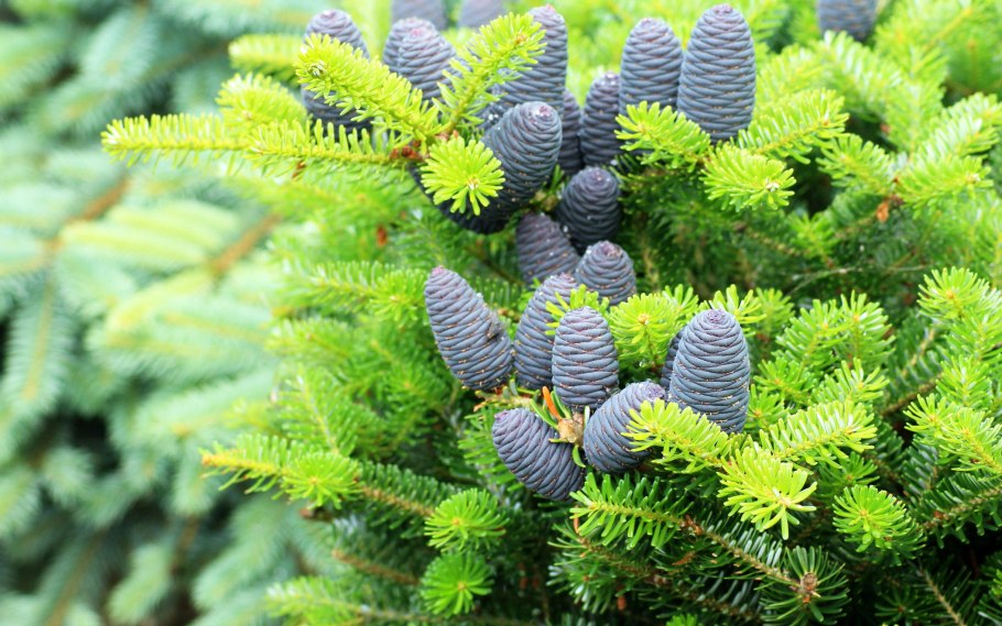 Тис хвойное дерево