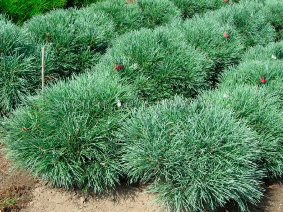 Abies Koreana Brilliant