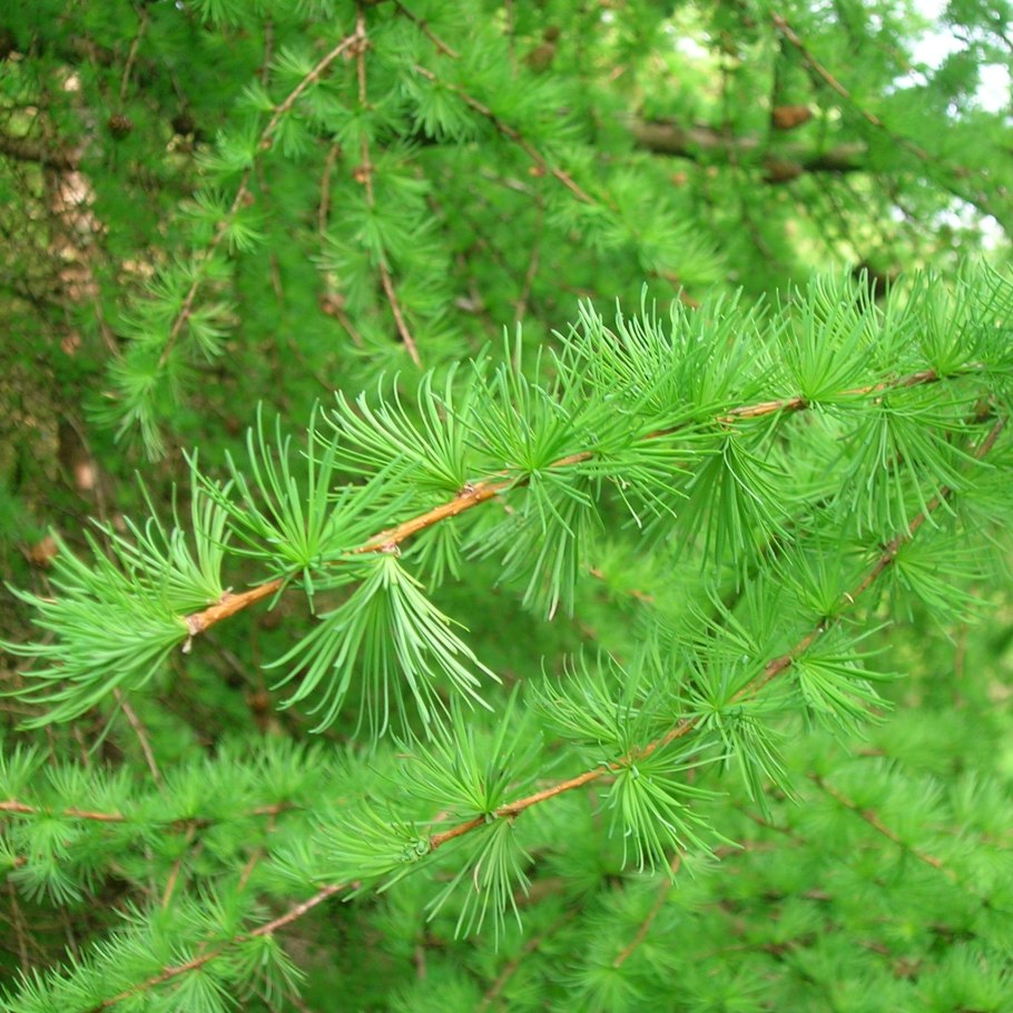 Picea omorika Radloff