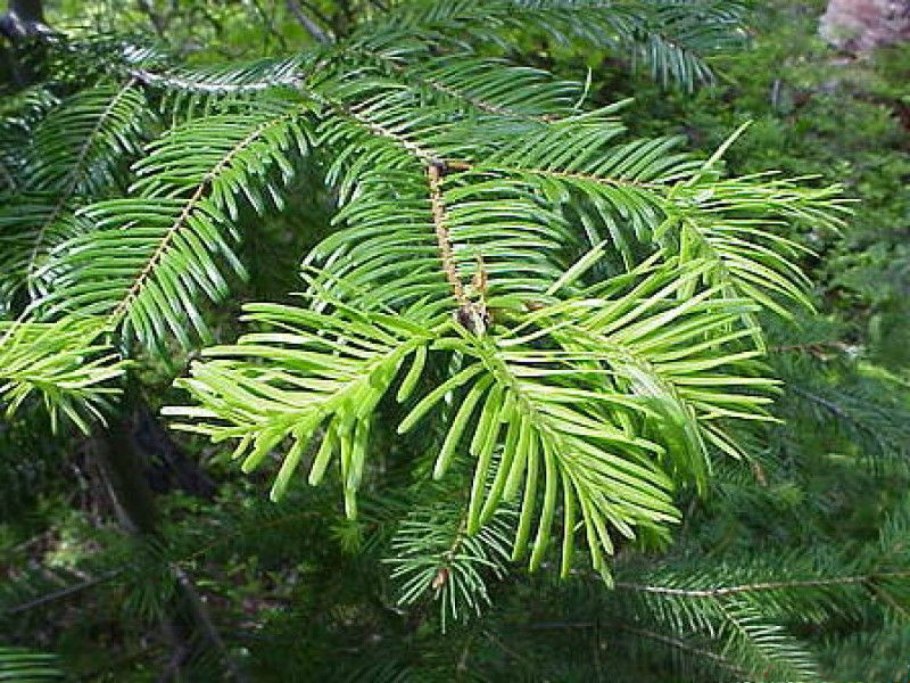 Пихта бальзамическая Нана