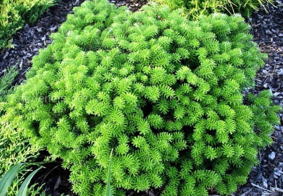 Ель Сибирская хвоинки