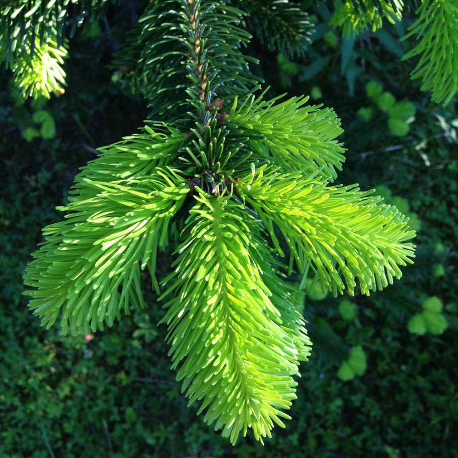 Сосновый лапник