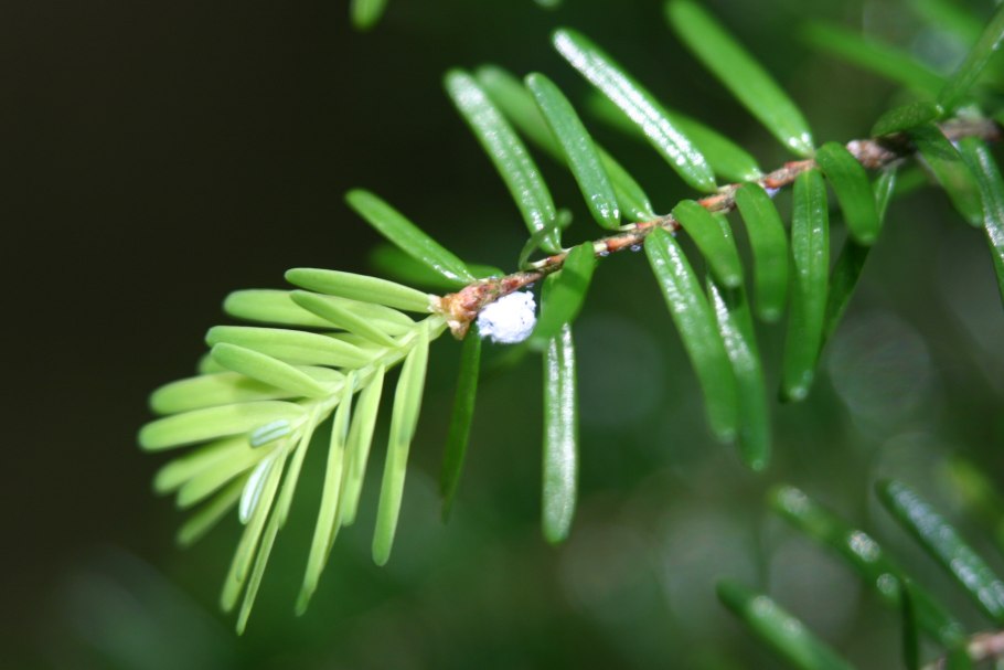 Ель колючая Сант Мериз Брум