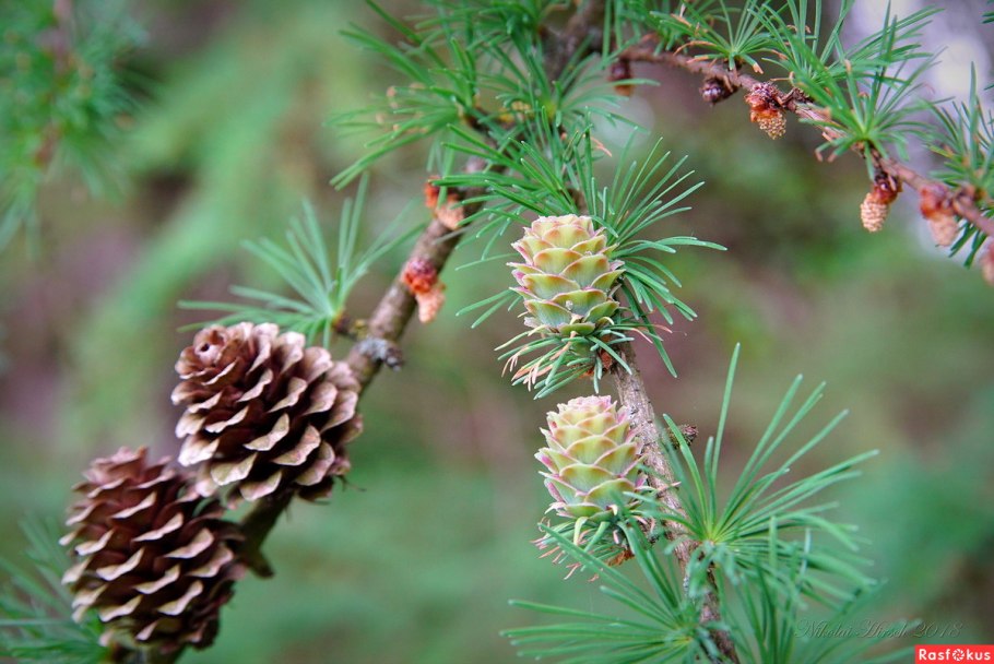 Хвойное древесное растение пихта Сибирская