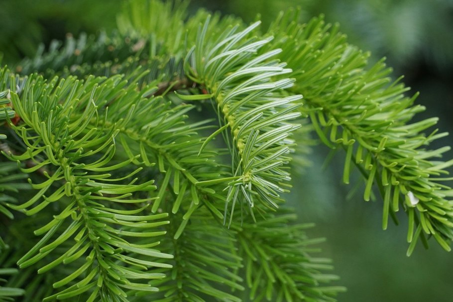 Ель канадская Сандерс бл