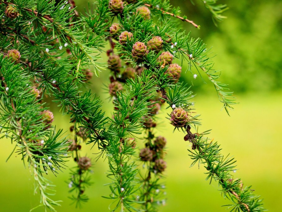 Лиственница Сибирская Lárix sibírica