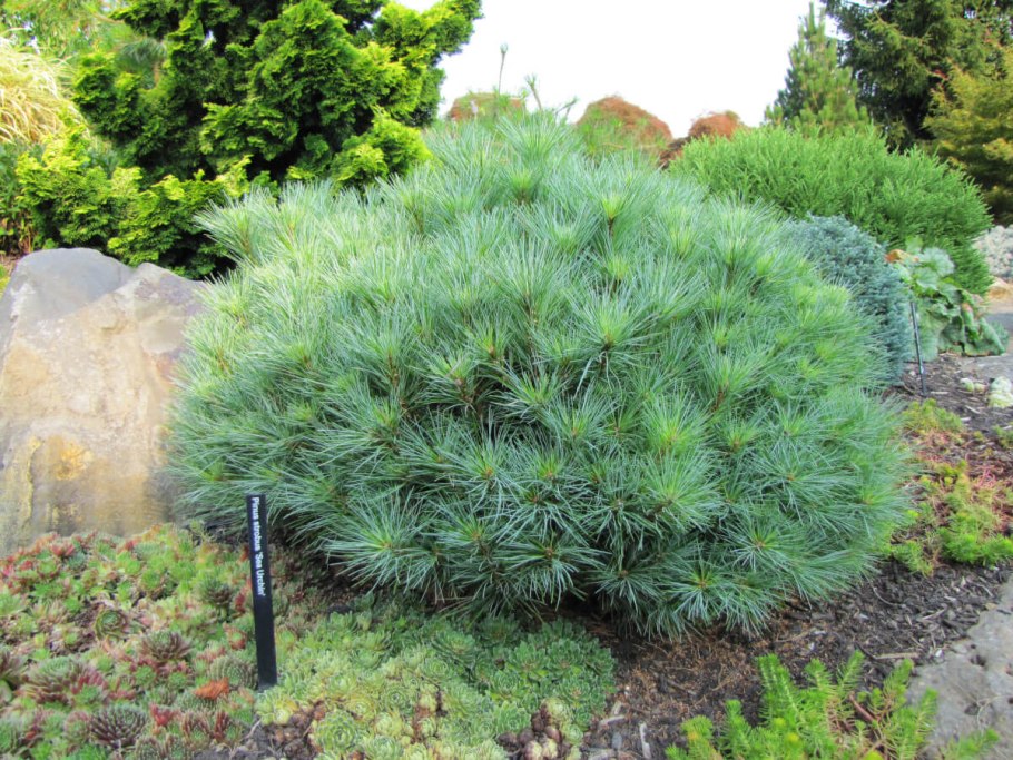 Пихта обыкновенная хвоя