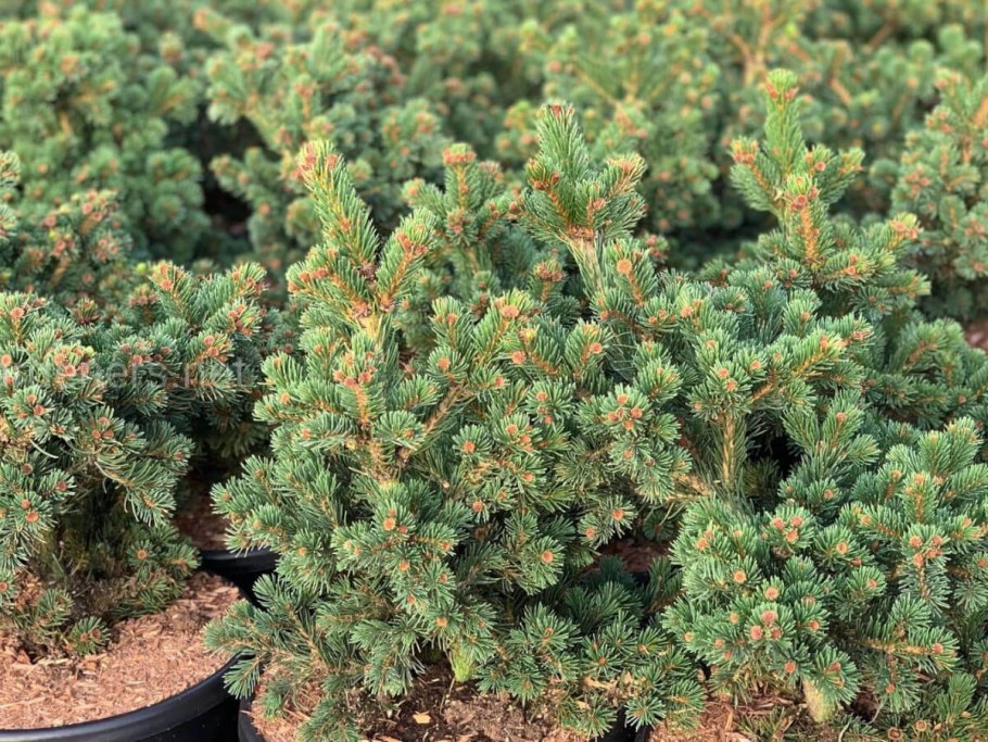 Сосна Крымская хвоя