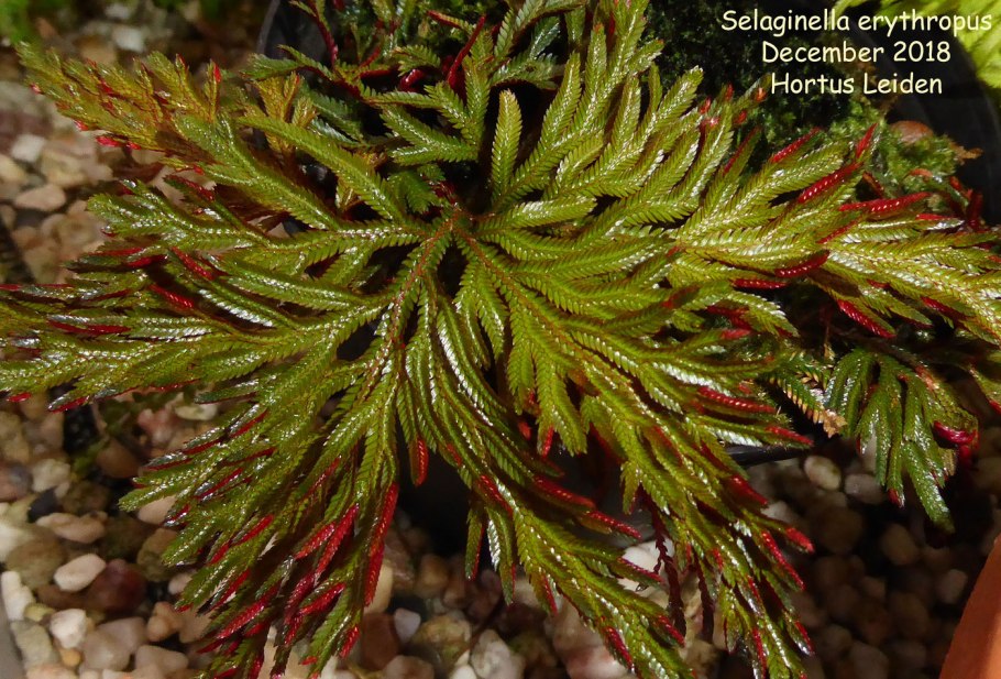 Selaginella erythropus