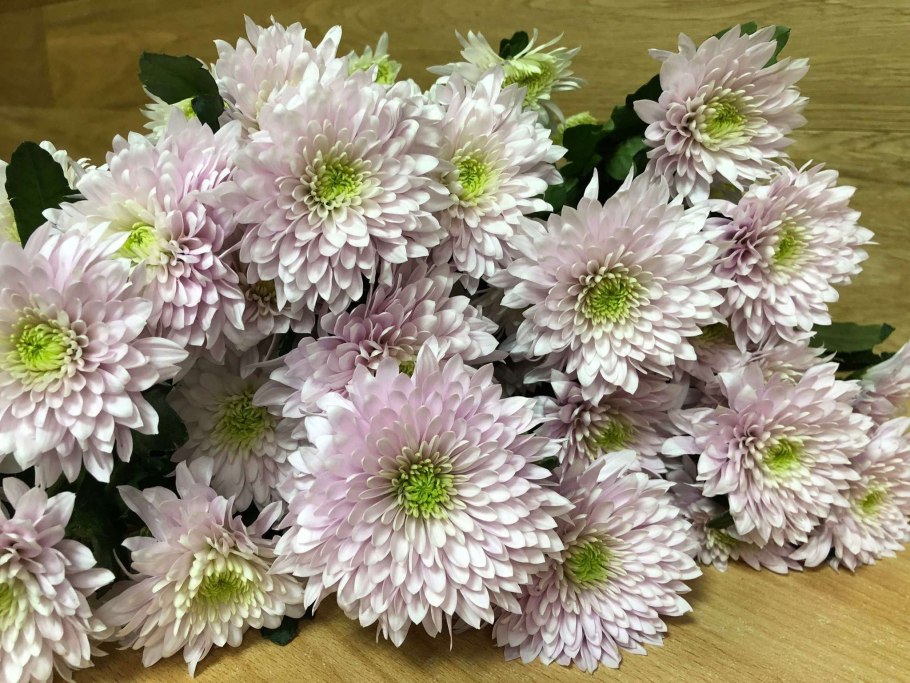 Хризантема Глобус