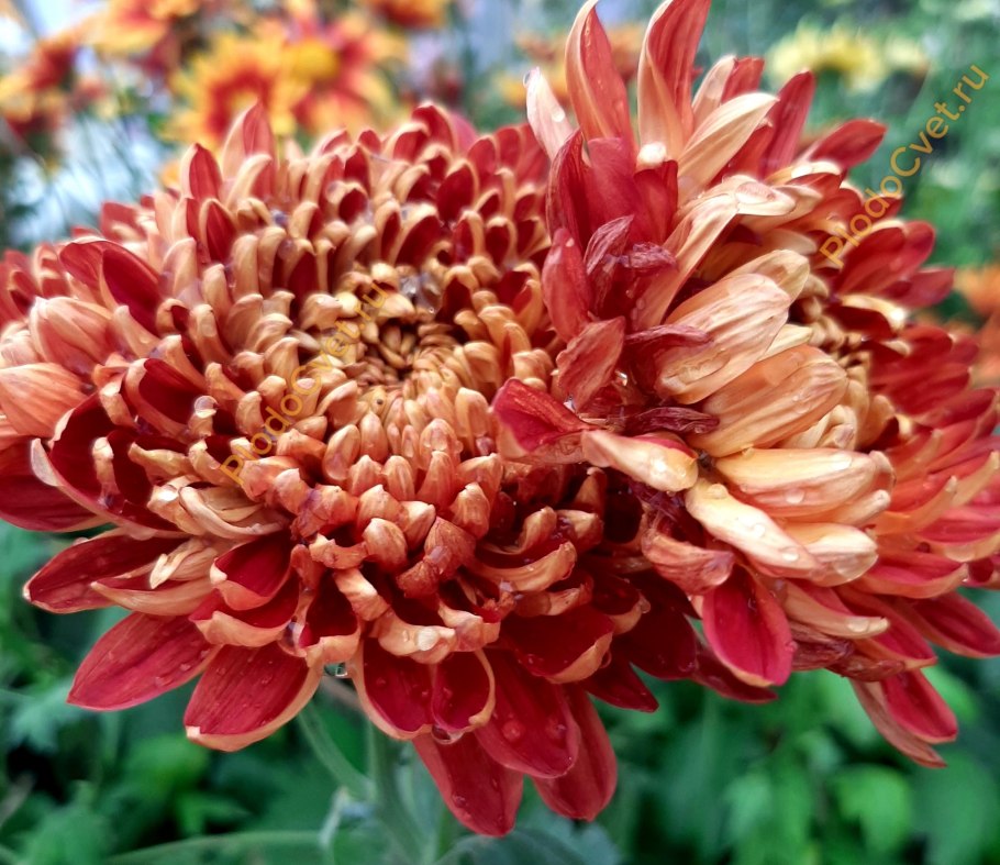 Хризантема розовая с зеленой серединкой