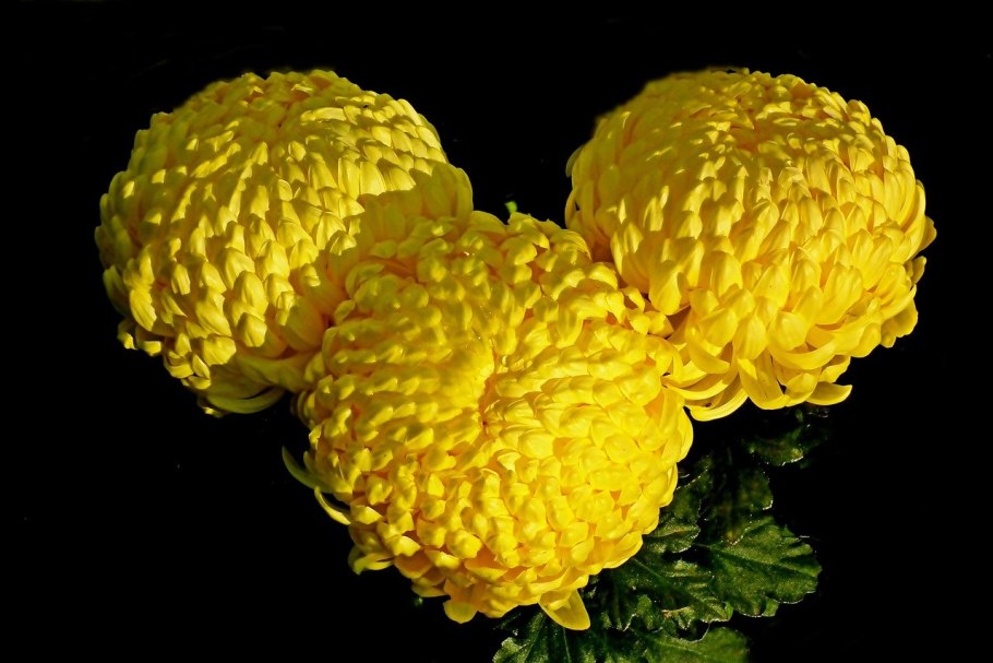 Зафар цветок Хризантема