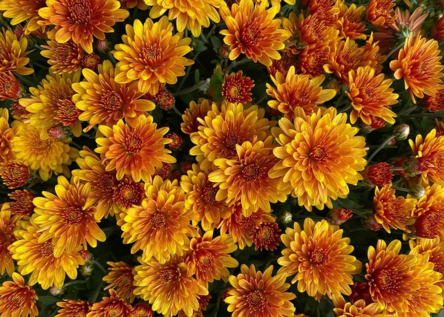 Хризантема Рейган