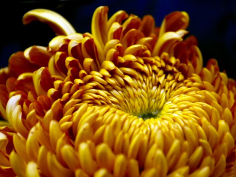 Хризантема Рейган