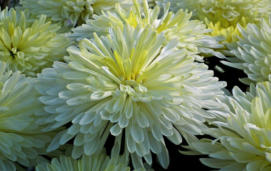 Хризантема корейская Сюзанна