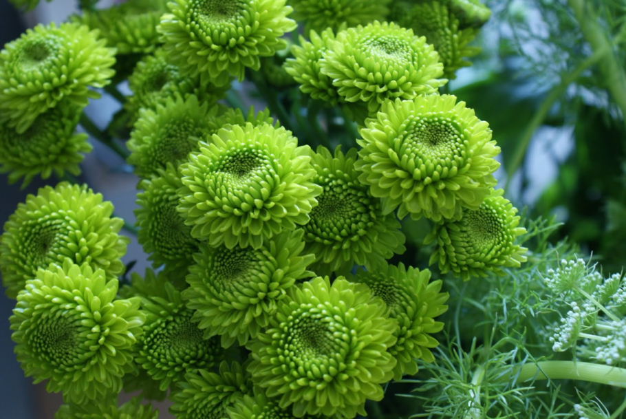 Хризантема Грин Лизард