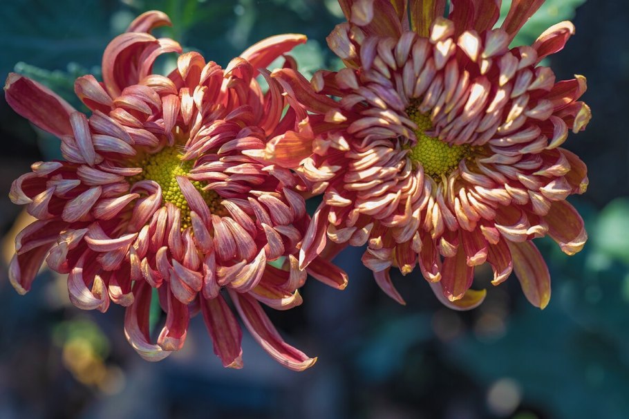 Хризантема Литтелтон Еллоу