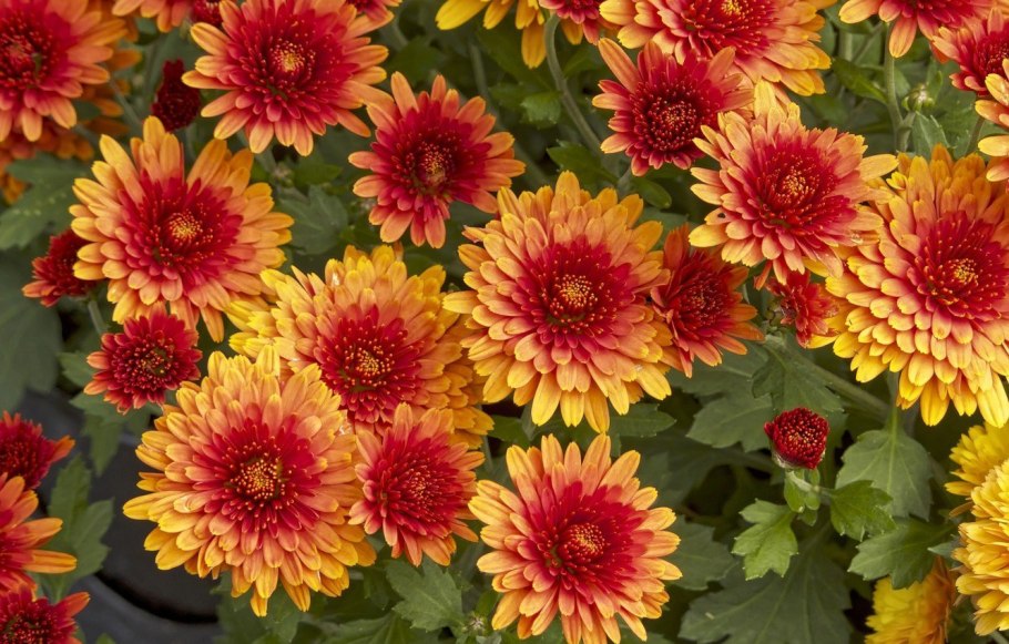 Хризантема Кассандра оранж