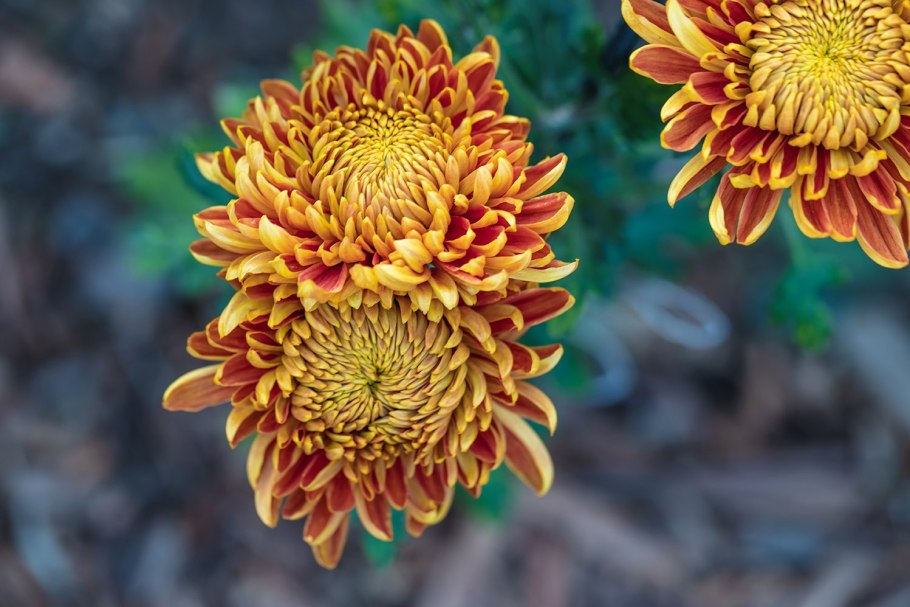 Хризантема Балтика фиолетовая