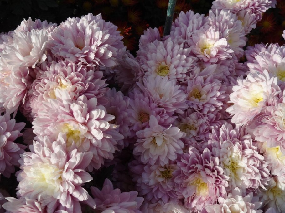 Хризантема Андреа