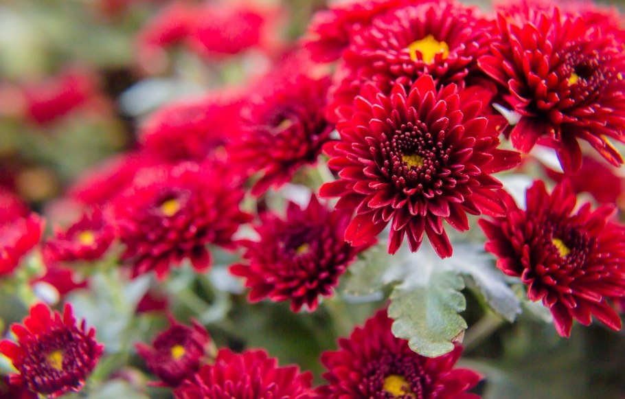 Хризантема Эвелин Буш