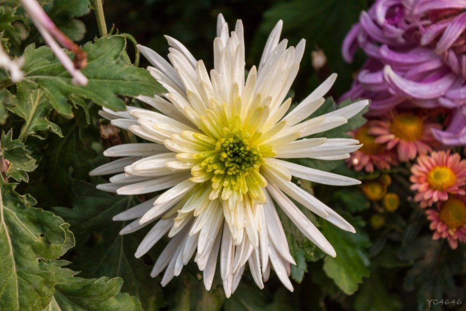 Хризантема Рейган