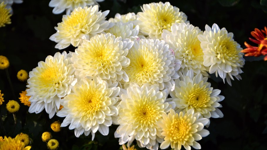 Хризантема Бруно бронз