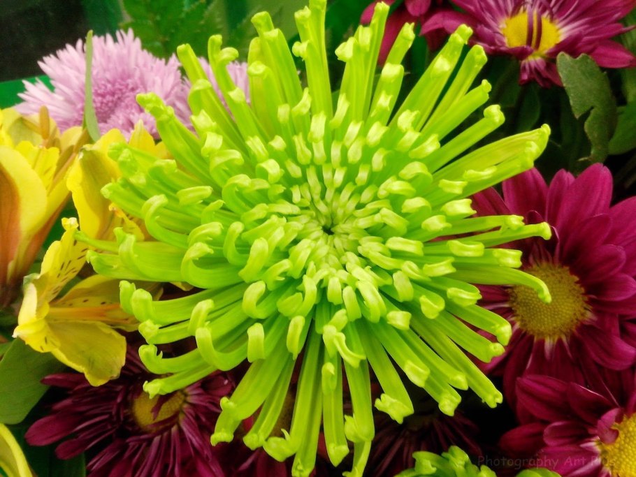 Хризантема Цыганский Барон