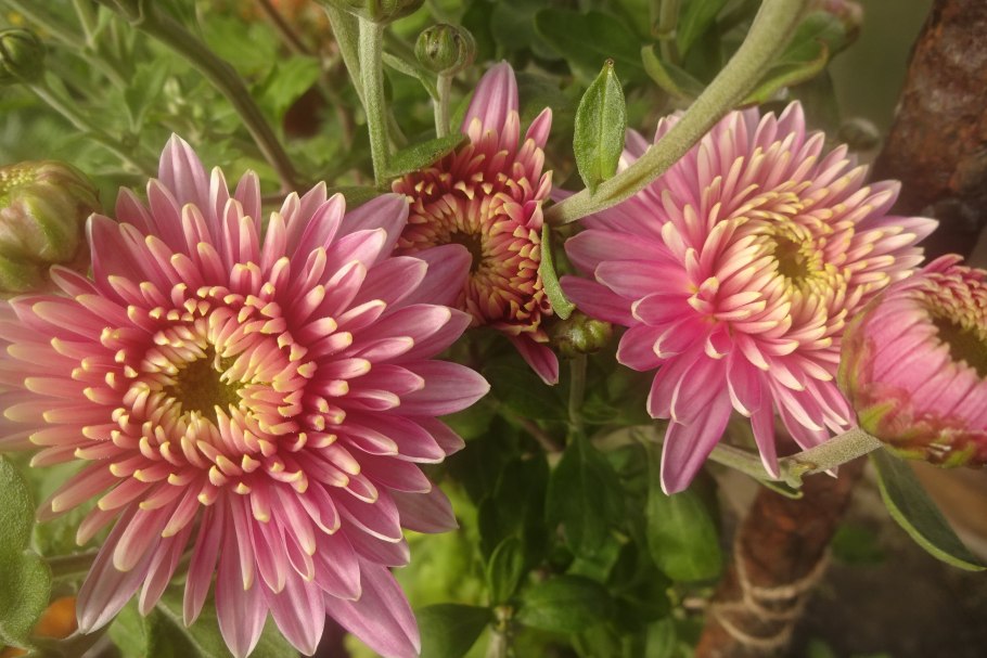 Хризантема корейская Ранкова роса