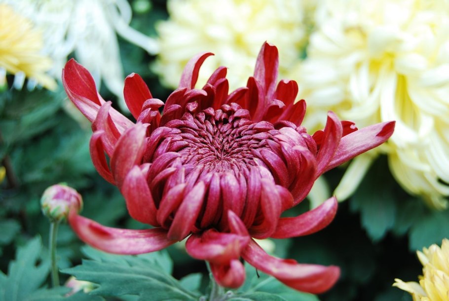 Хризантема Хайдар Пинк