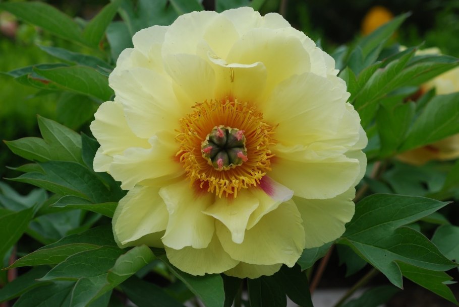 Пион Гарден Треже