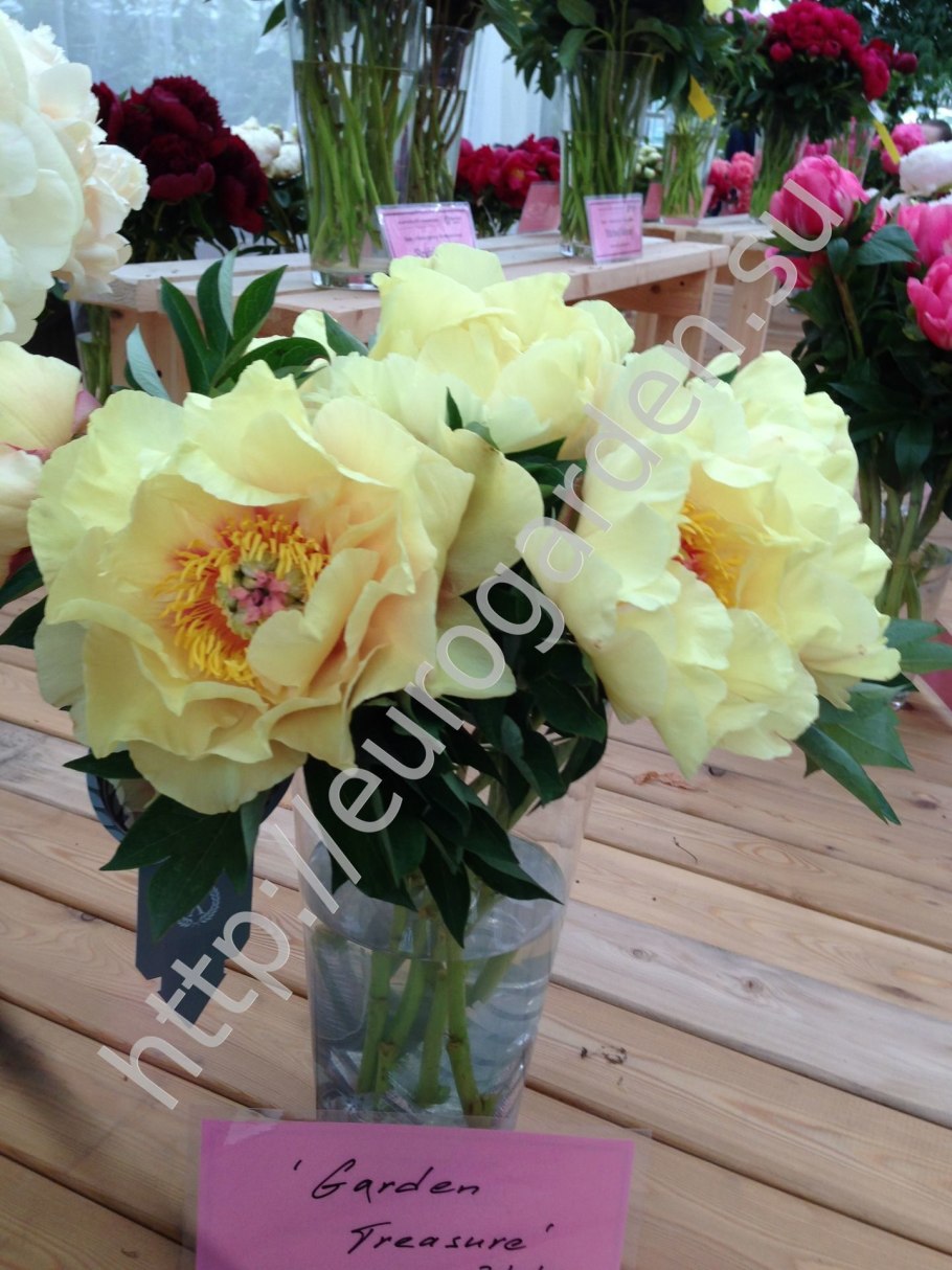 Пион Гарден Треасуре