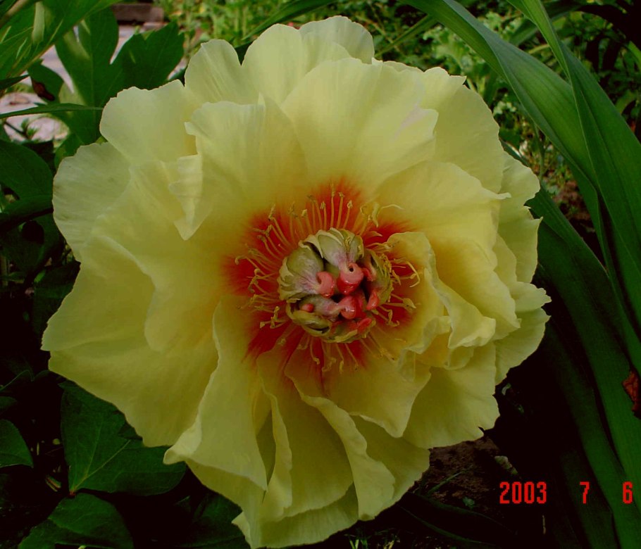 Пион Ито Гарден Треже