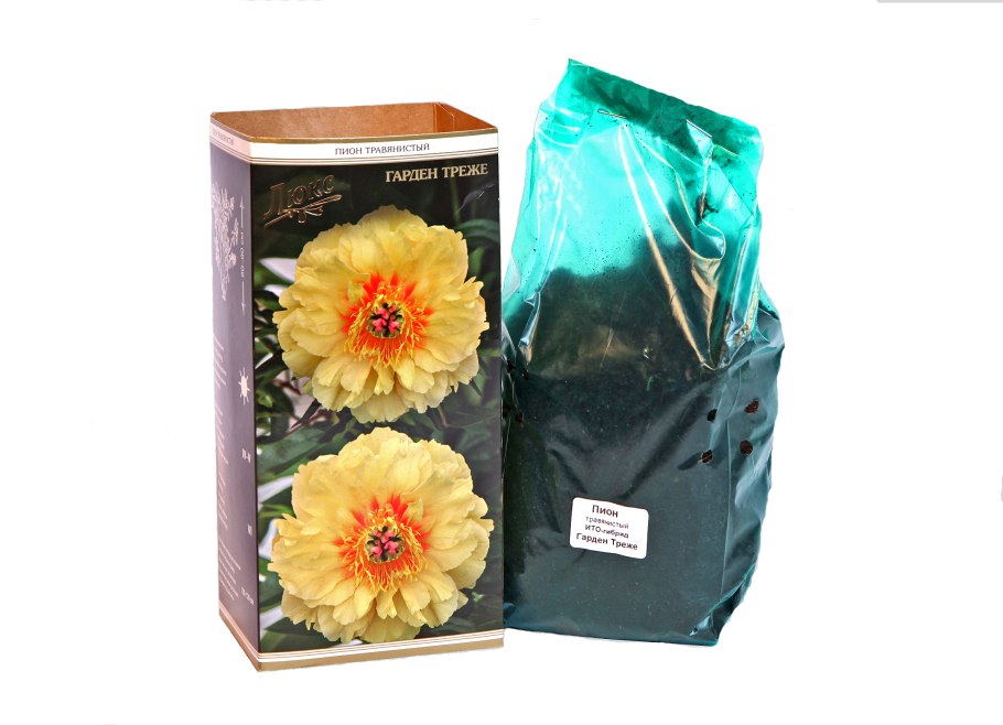 Пион Ито-гибрид Гарден Треже