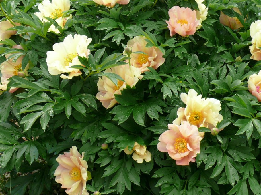 Пион Ито-гибрид