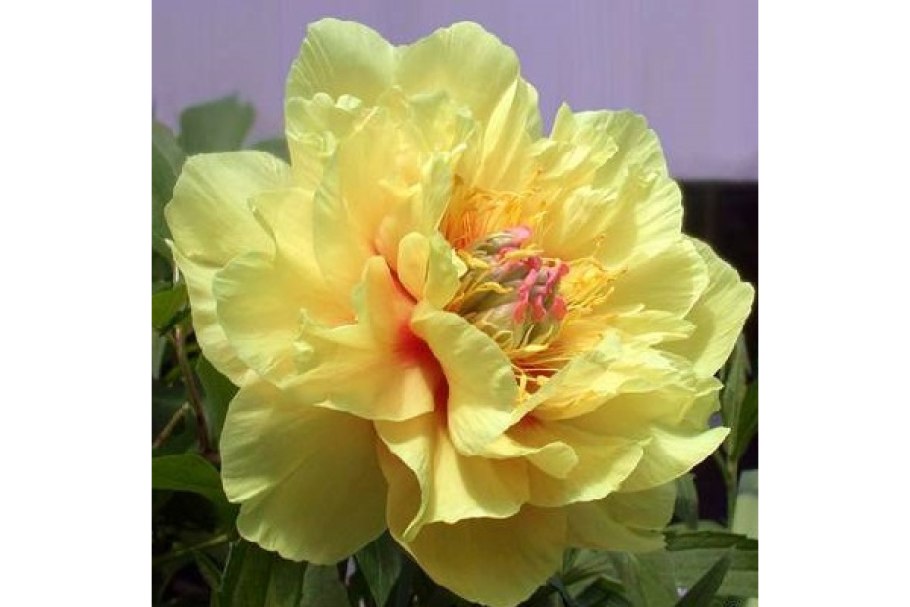 Пион Гарден Треже