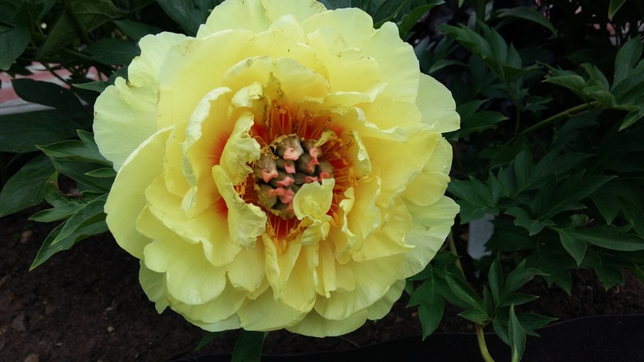 Пион Ито-гибрид Гарден Треже