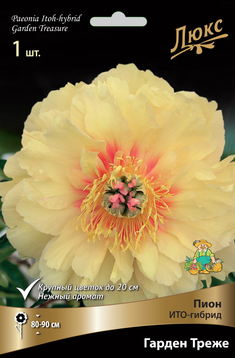 Пион-Ито бордер Шарм