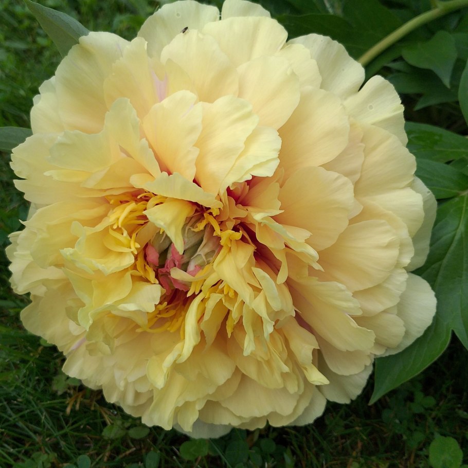 Пион Ито бордер Чарм