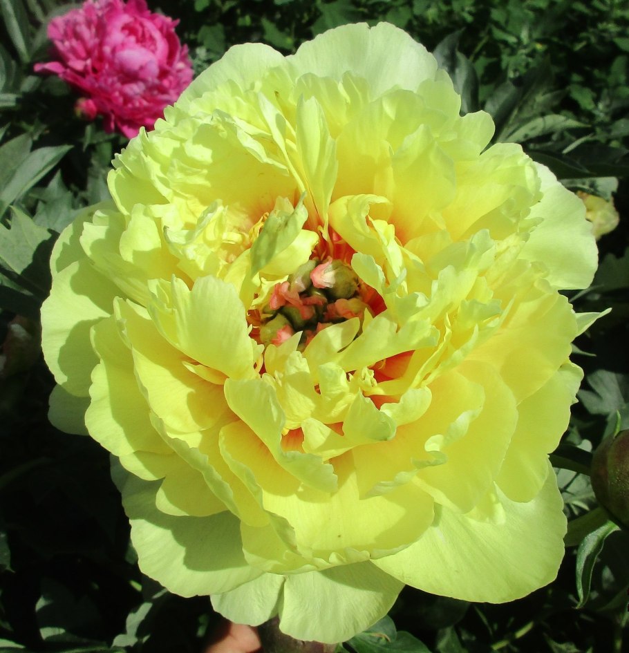 Пион Ито Гарден Треже