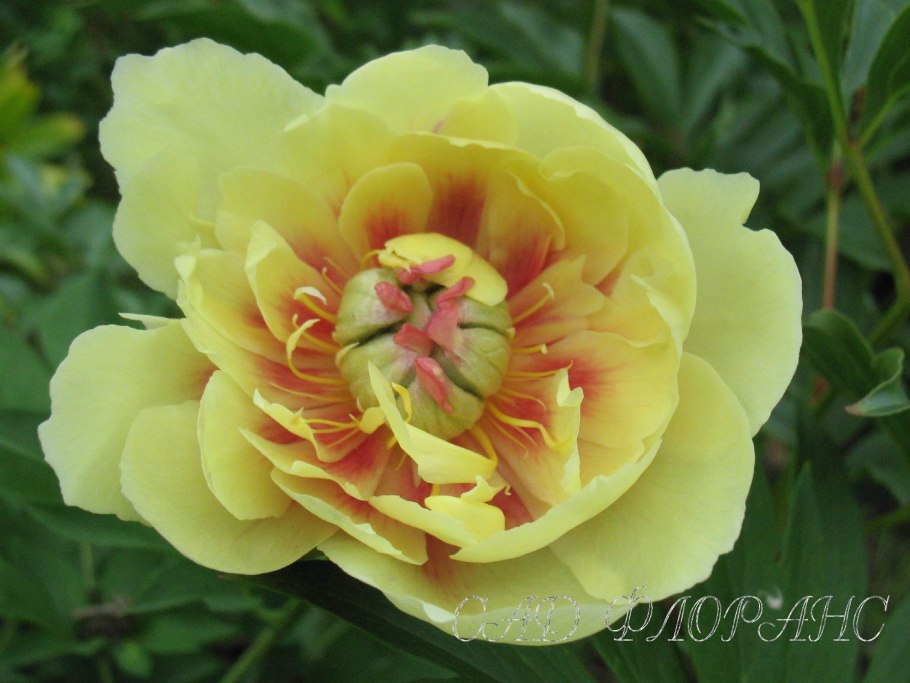 Пион Бартзелла