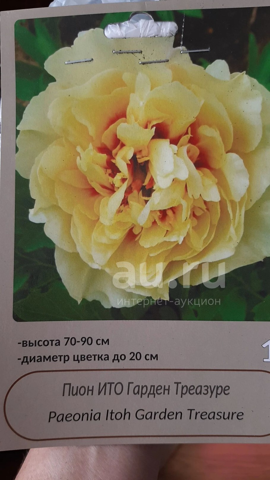 Пион Itoh Garden Treasure