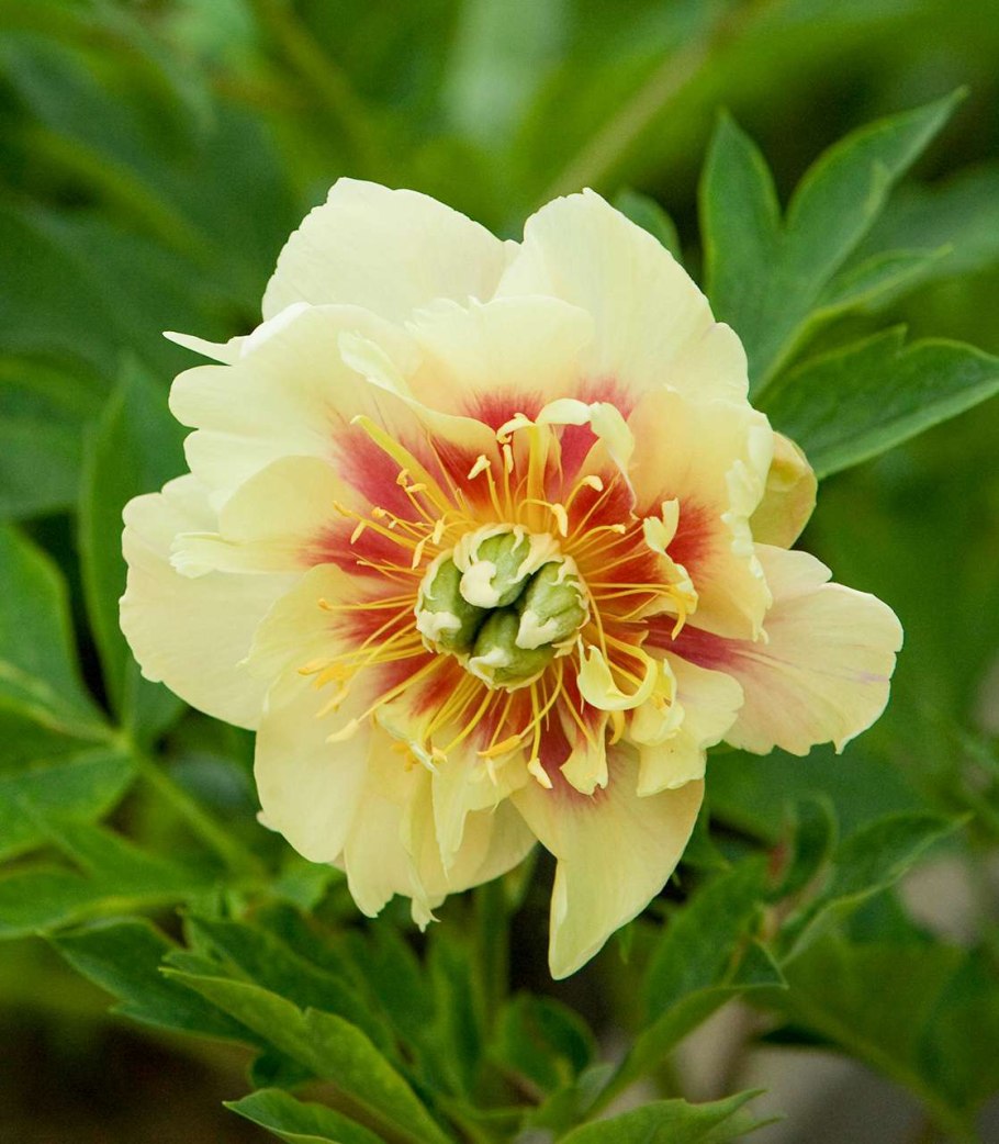 Пион Ито-гибрид дарк айз