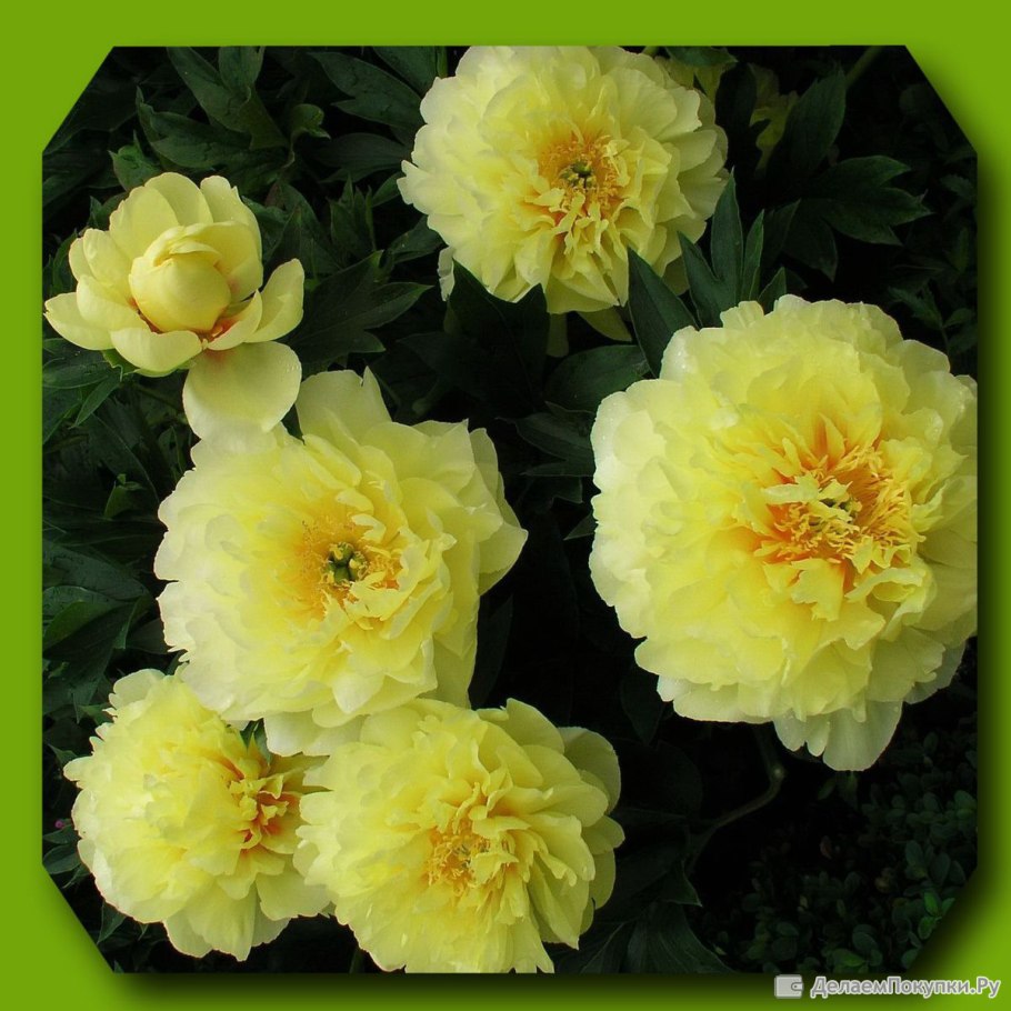 Пион Itoh Hillary