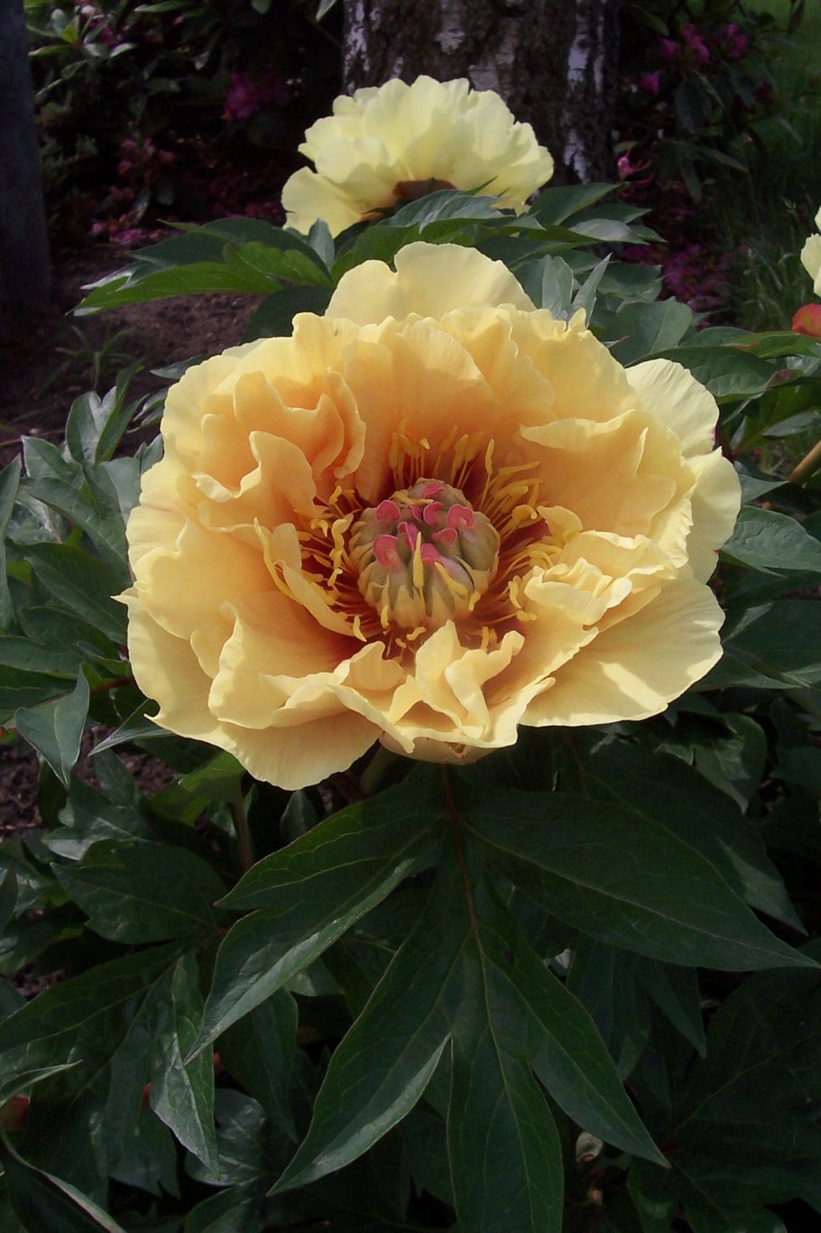 Пион Гарден Треже