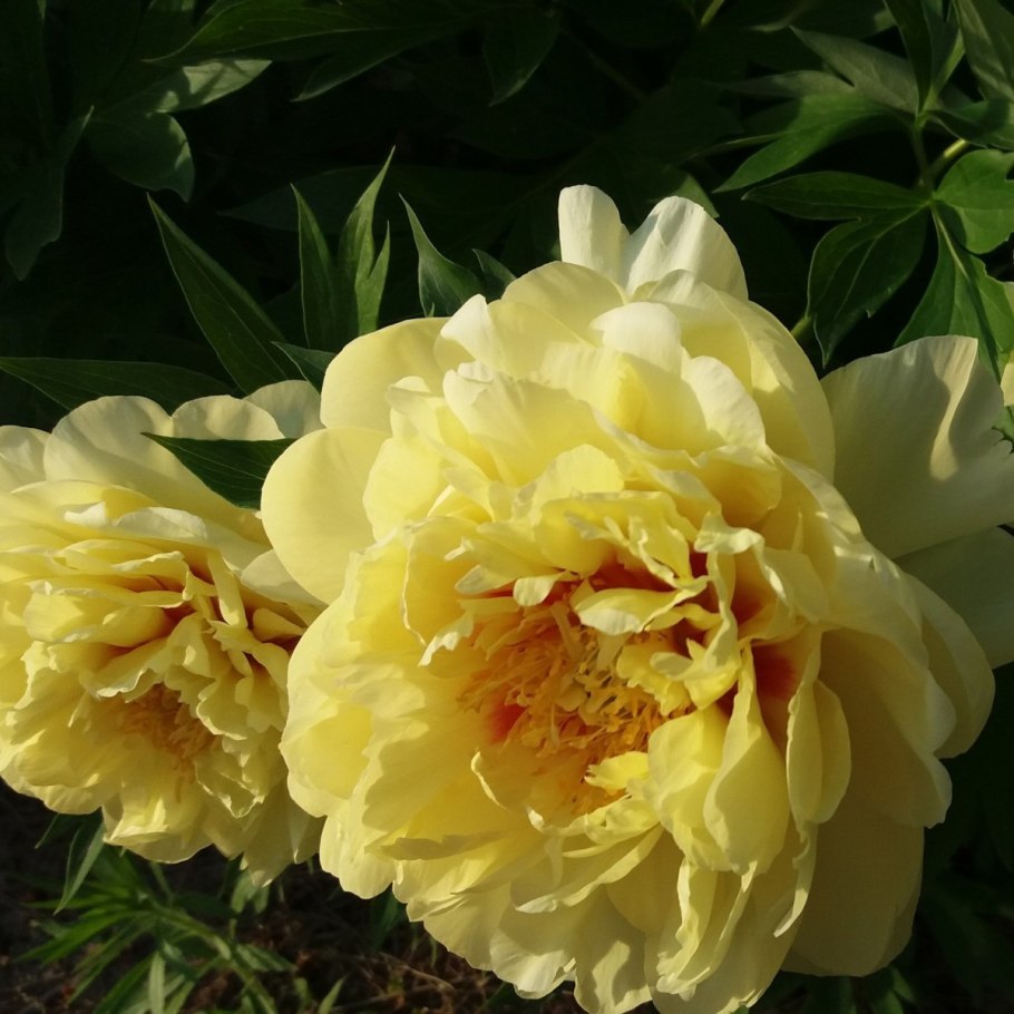 Пион Гарден Треже