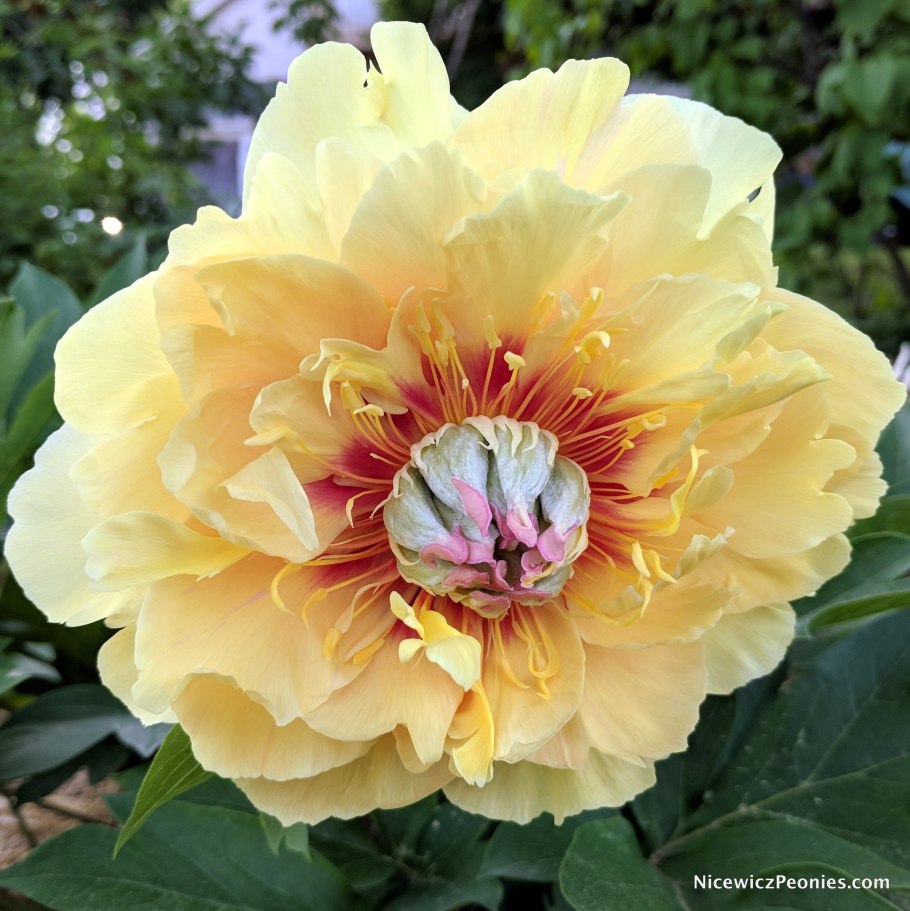 Пион Ито Гарден Треже