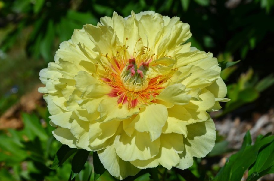 Изгородь из пиона бартазела